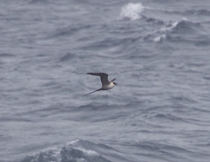 Long-tailed Skua