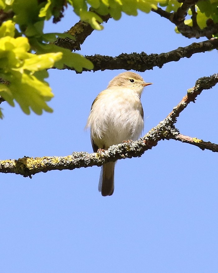 Iberian Chiffchaff