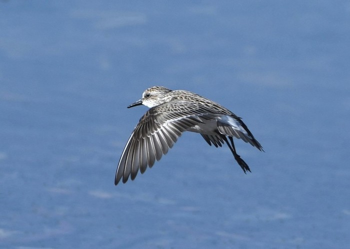 Semipalmated Sandpiper
