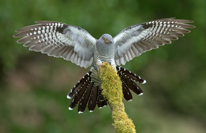 Cuckoo
