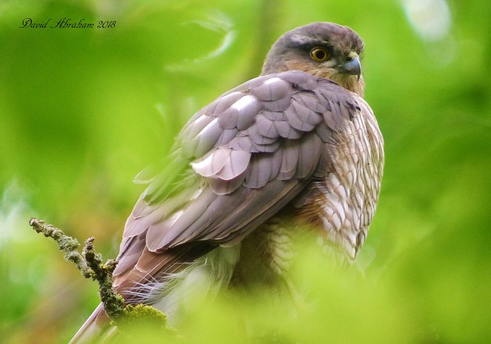 Sparrowhawk