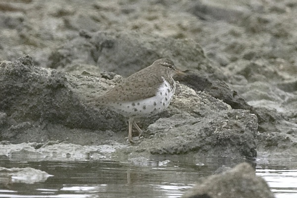 Spotted Sandpiper