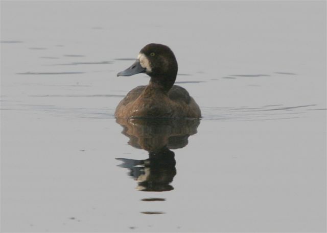 Scaup