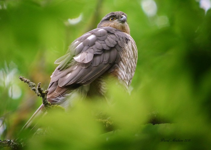Sparrowhawk