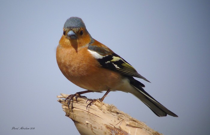 Chaffinch