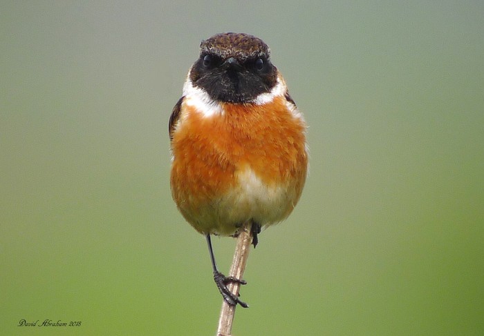 Stonechat