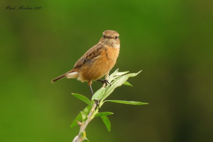 Stonechat