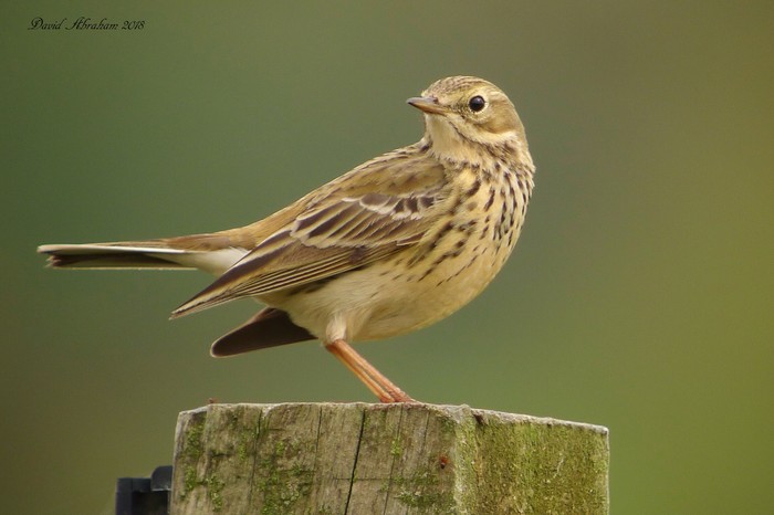 Meadow Pipit