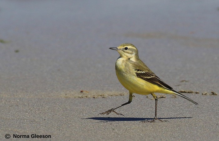 Yellow Wagtail