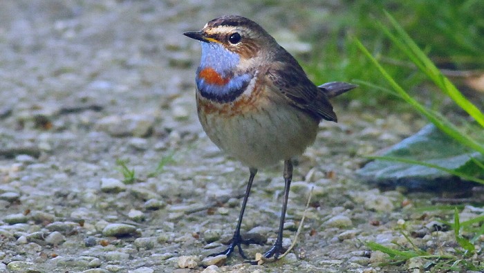 Red-spotted Bluethroat