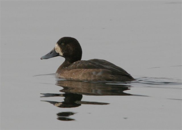 Scaup