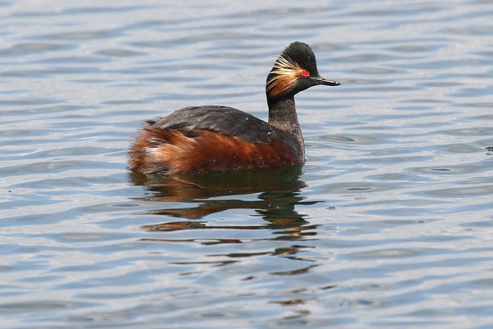 Black-necked Grebe
