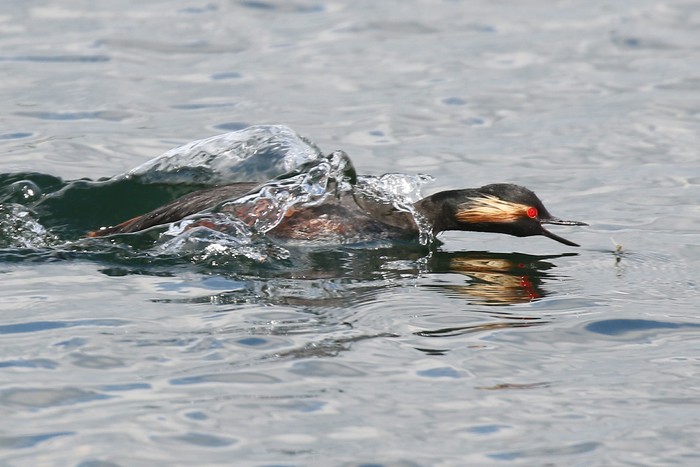 Black-necked Grebe