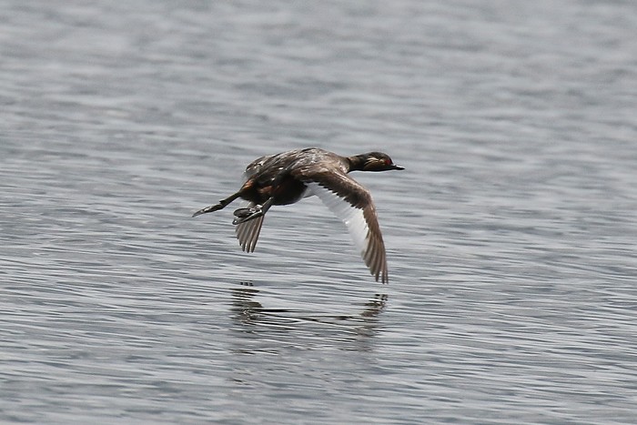 Black-necked Grebe