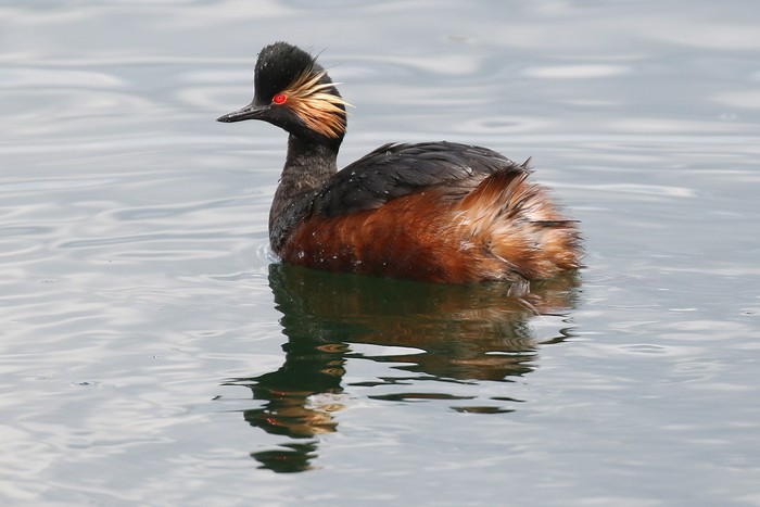 Black-necked Grebe