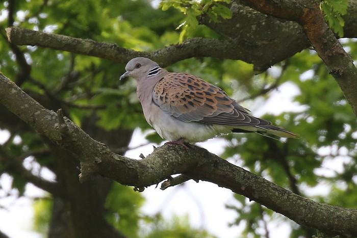 Turtle Dove