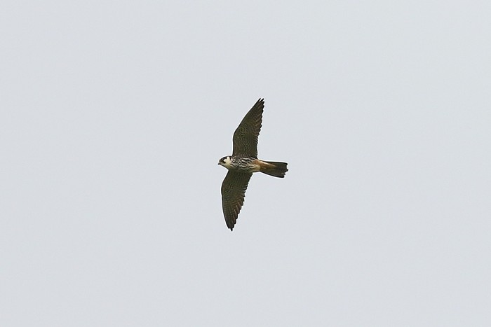 Hobby