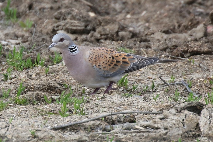 Turtle Dove
