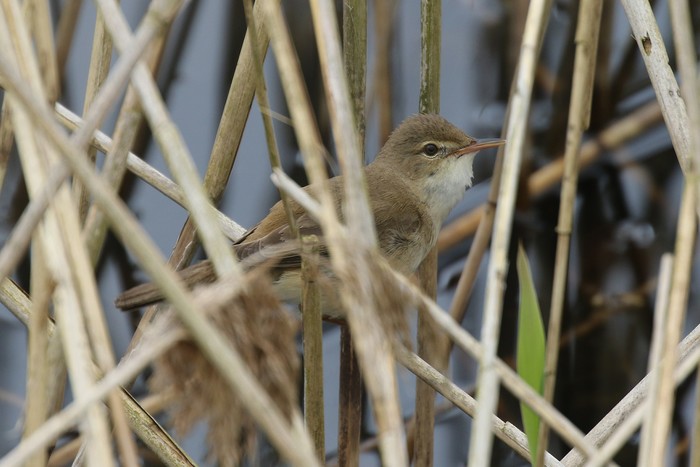 Reed Warbler