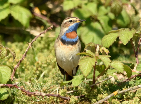 Red-spotted Bluethroat