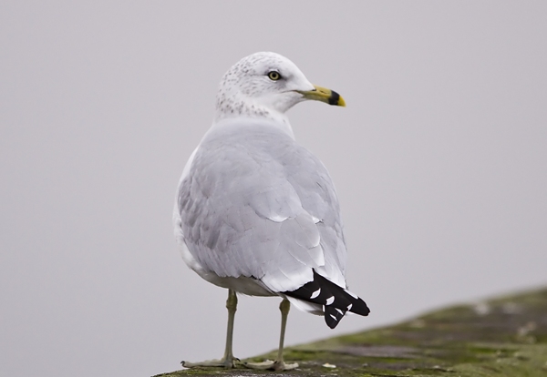 Ring-billed Gull