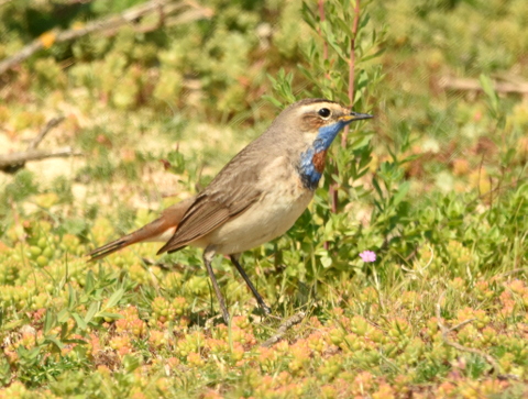 Red-spotted Bluethroat
