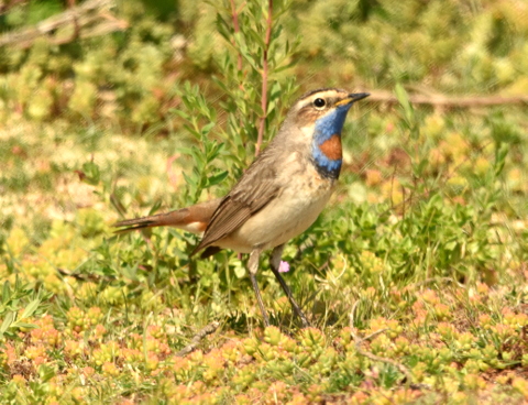 Red-spotted Bluethroat