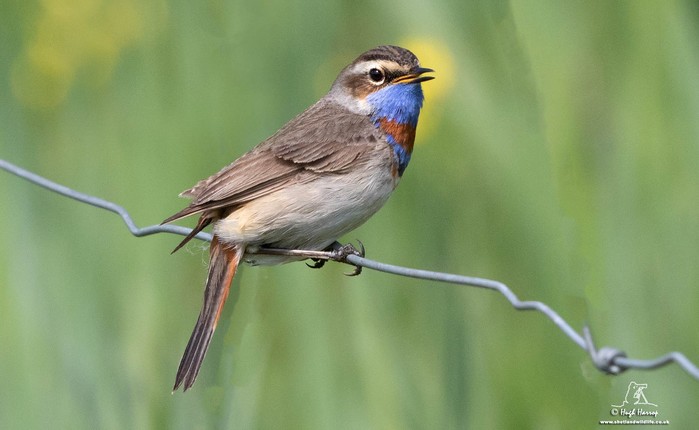 Bluethroat
