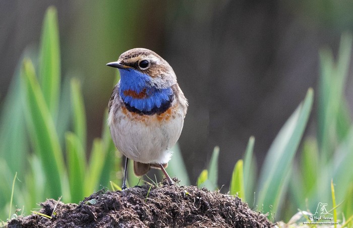 Bluethroat
