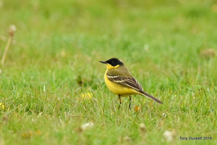 Black-headed Wagtail