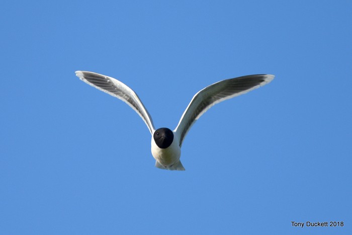 Little Gull