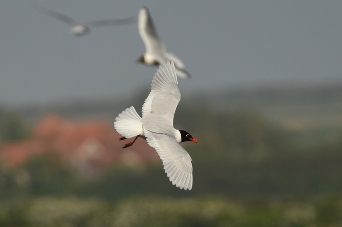 Mediterranean Gull