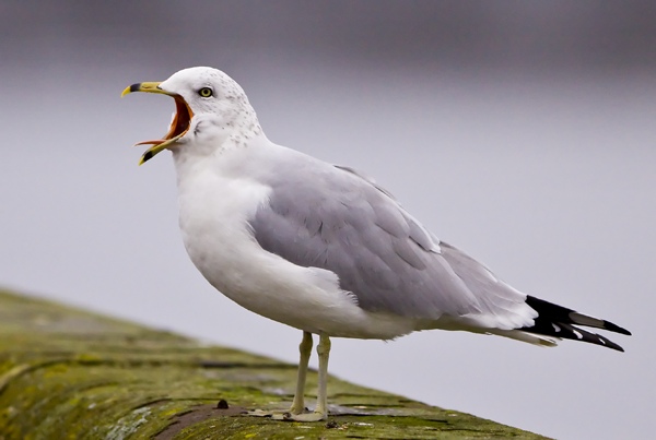 Ring-billed Gull