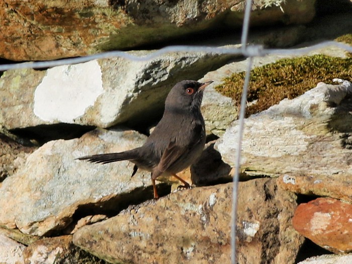 Marmora's Warbler