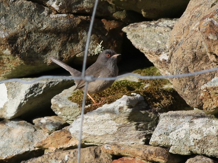 Marmora's Warbler
