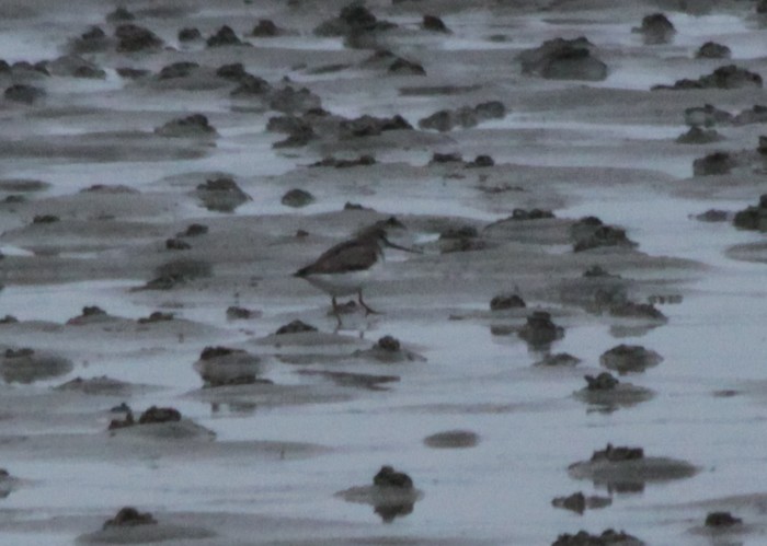 Terek Sandpiper