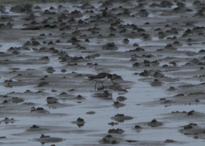 Terek Sandpiper