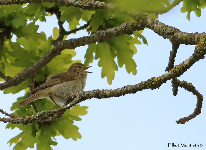 Iberian Chiffchaff