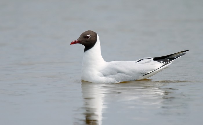 Black-headed Gull