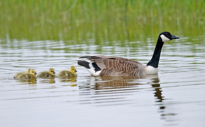 Canada Goose