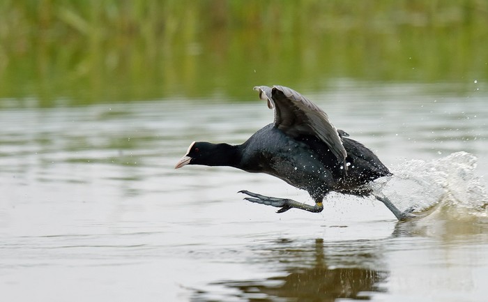 Coot