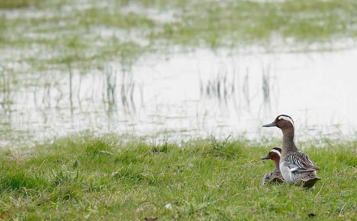 Garganey