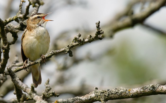 Sedge Warbler
