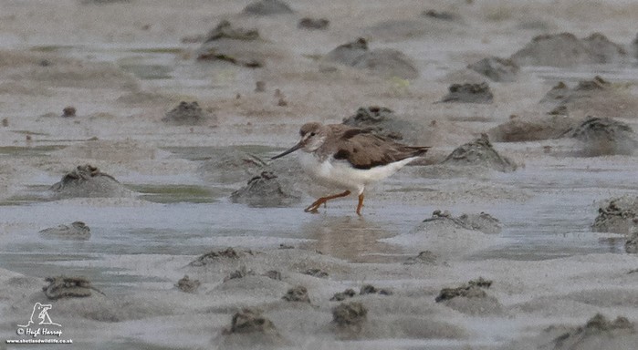 Terek Sandpiper