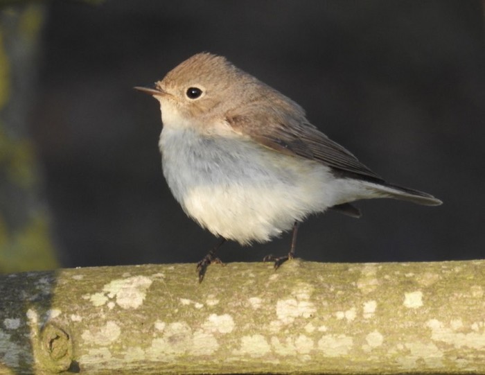 Red-breasted Flycatcher