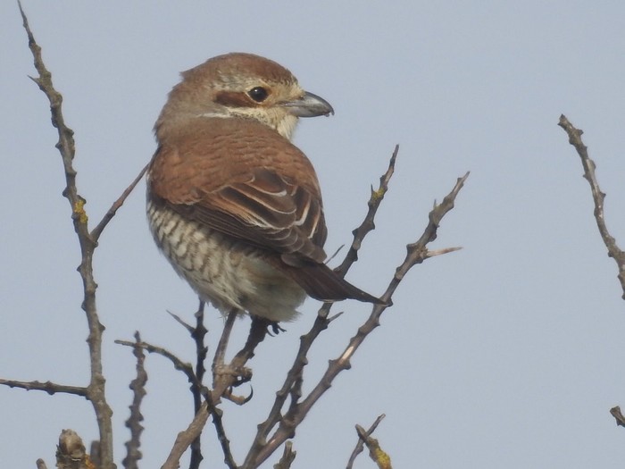 Red-backed Shrike