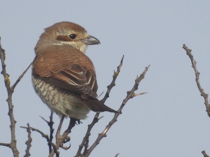 Red-backed Shrike