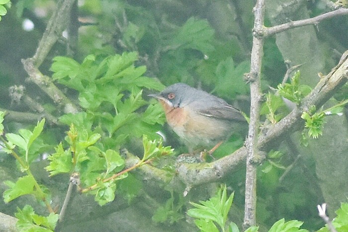 Eastern Subalpine Warbler