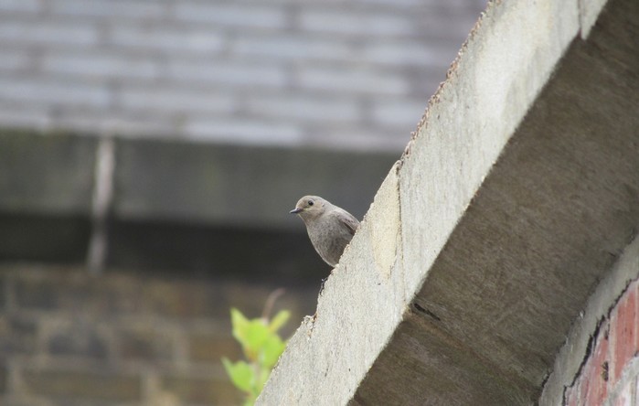 Black Redstart