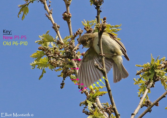 Iberian Chiffchaff
